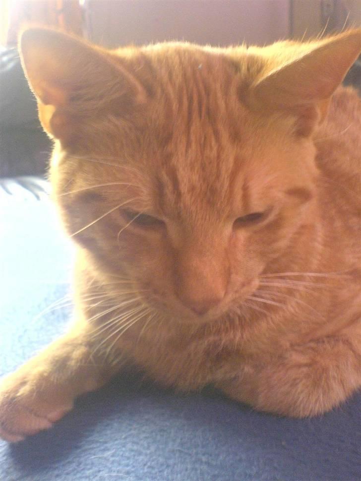 Huskat tigermis billede 1