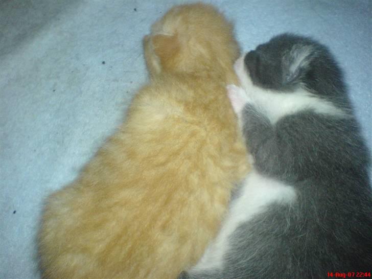 Huskat tigermis - tigermis og søster  billede 2