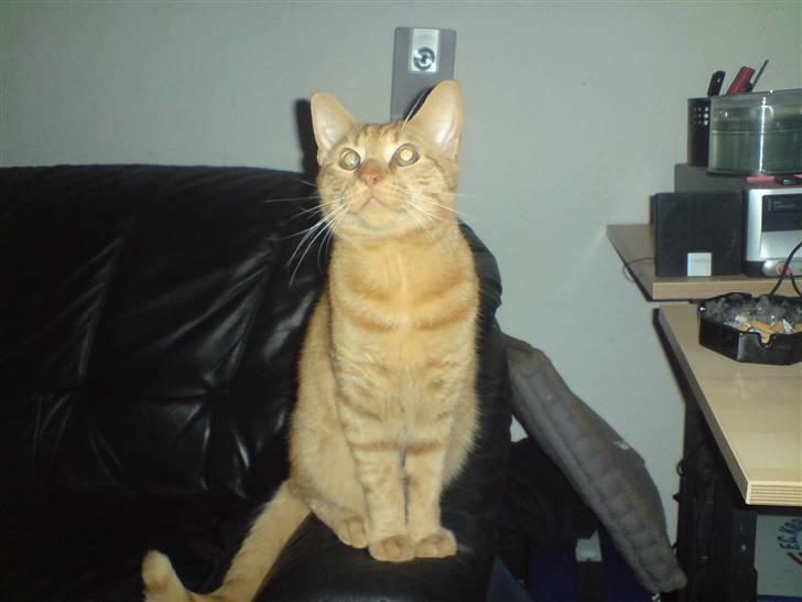 Huskat tigermis billede 3