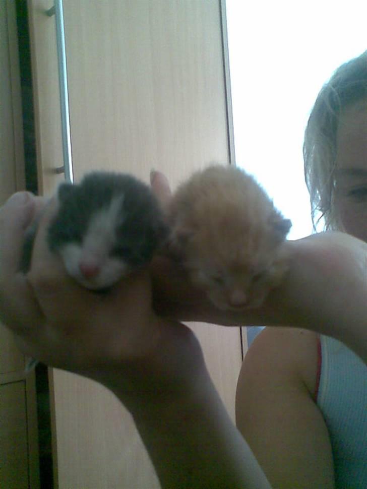 Huskat tigermis billede 4