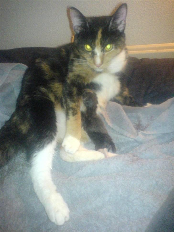 Huskat tigermis - tigermis´s mor billede 5