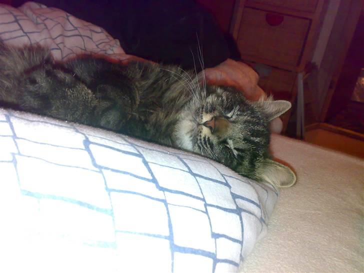 Blanding af racer norsk skovkat Mis billede 10