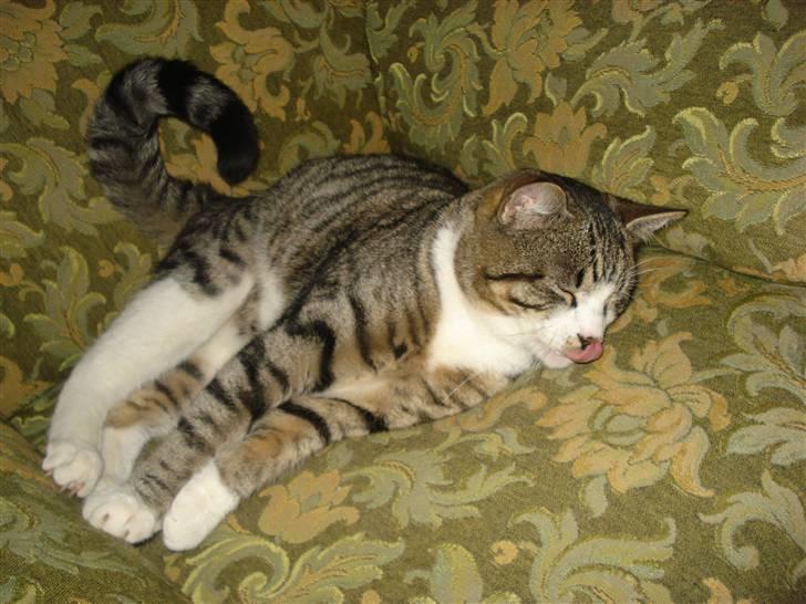 Huskat møf<3 billede 16