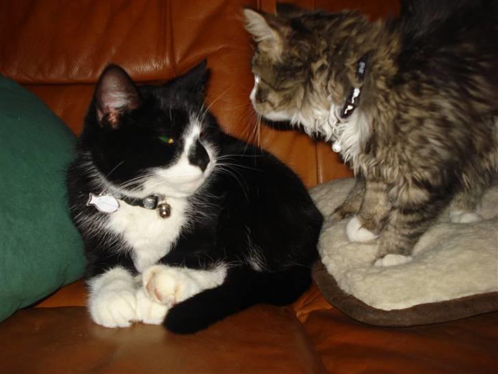 Huskat felixsine<3!! R.I.P :'( billede 19