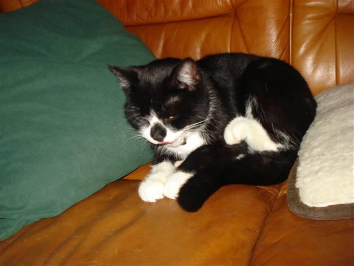 Huskat felixsine<3!! R.I.P :'( billede 20