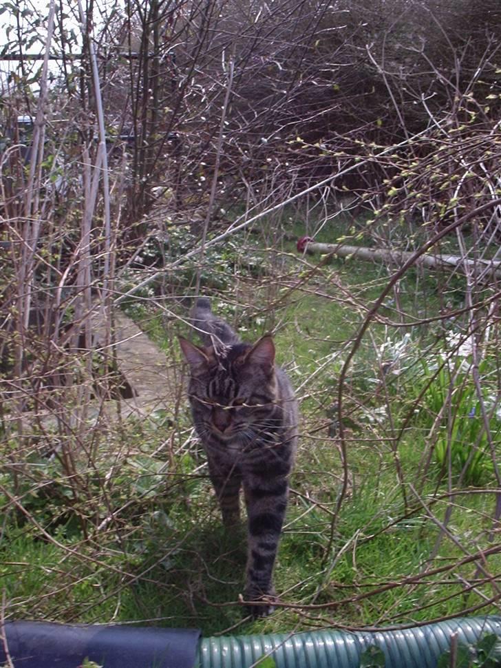 Blanding af racer Cheetah  (hjemme igen) - cheetahs første tur ude på egen hånd :) billede 20