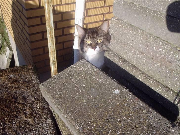 Blanding af racer Lindsay * flyttet* - Lindsay gemmer sig - den store verden er farlig billede 19