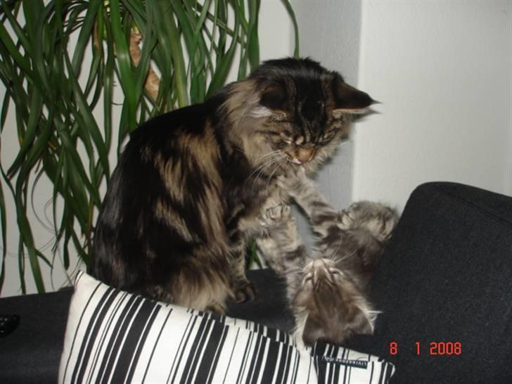 Maine Coon Cæsar - Hmm hvad er du nu for en lille str...? billede 10