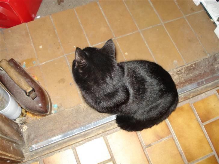 Blanding af racer TØzzen (VÆK :S) - her sidder hun og kikkker fordi at det regner billede 3