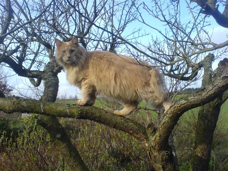 Maine Coon Felix billede 7