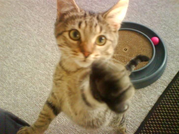 Blanding af racer Shaker billede 1