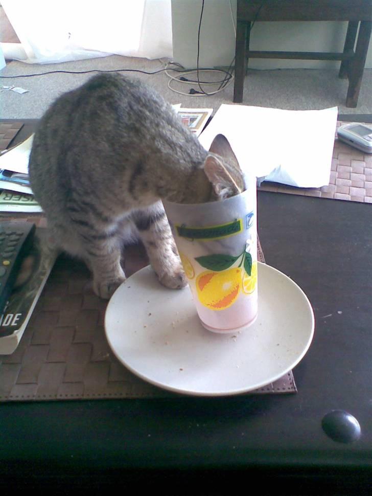 Blanding af racer Shaker billede 2