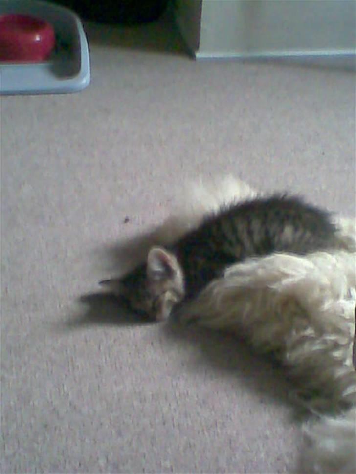 Blanding af racer Shaker billede 3