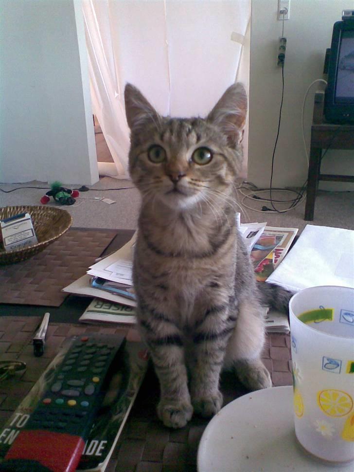 Blanding af racer Shaker billede 4