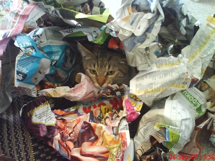 Blanding af racer Shaker billede 5