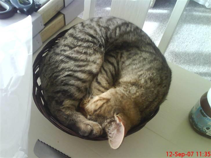 Blanding af racer Shaker billede 6