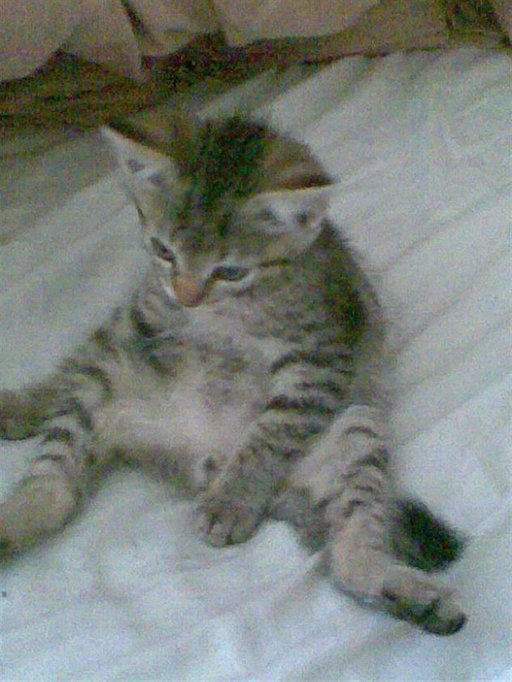 Blanding af racer Shaker billede 7