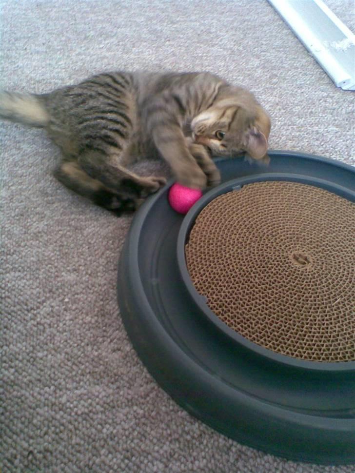 Blanding af racer Shaker billede 8