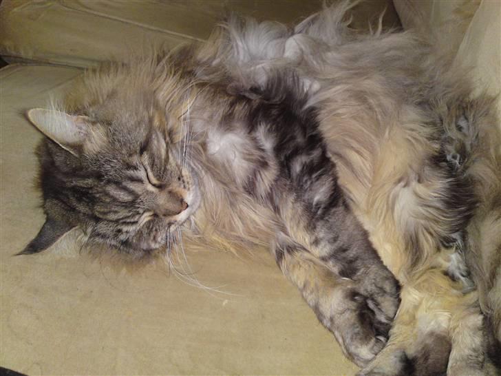 Maine Coon mercy - her er mercy som lille. billede 7