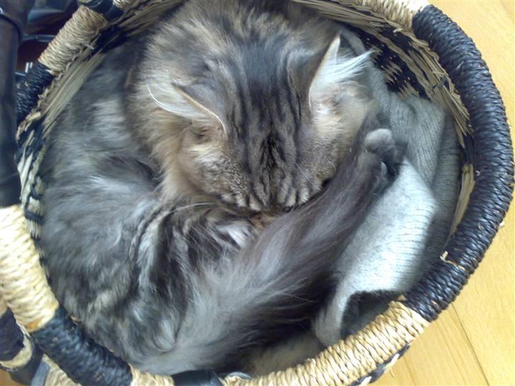 Maine Coon mercy - min kurv billede 8