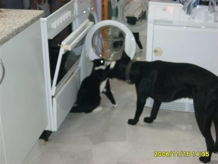 Huskat Bølle - Lad mig så være Fie. billede 9