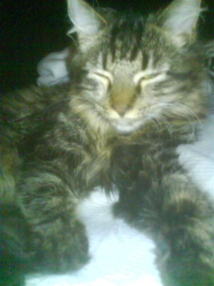 Blanding af racer Josefine billede 14