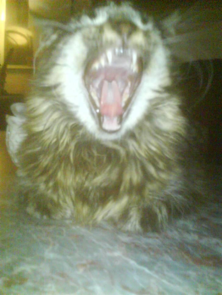 Blanding af racer Josefine billede 15