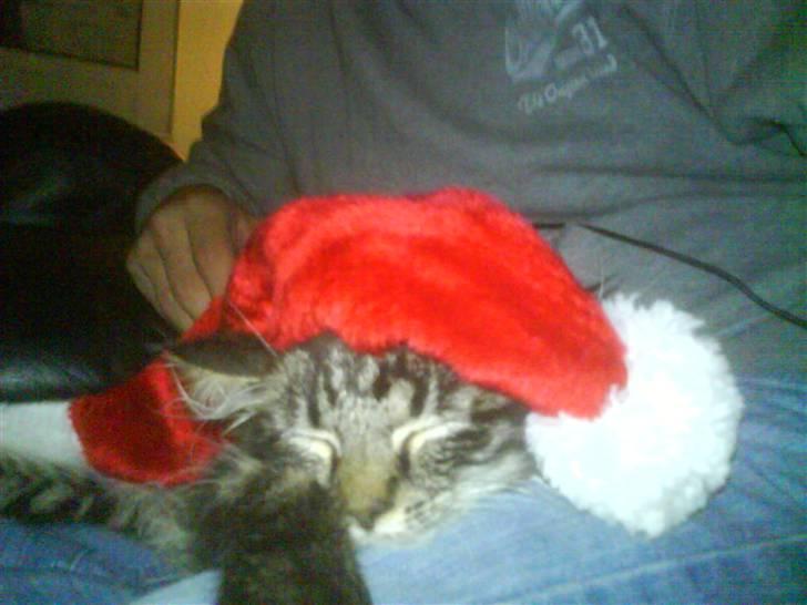 Blanding af racer Josefine billede 16