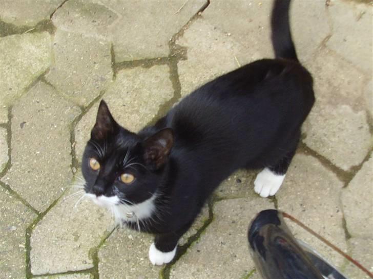 Huskat Sofie (L) billede 7