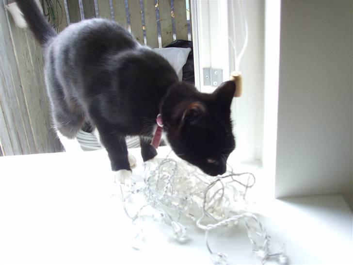 Huskat Sofie (L) billede 8