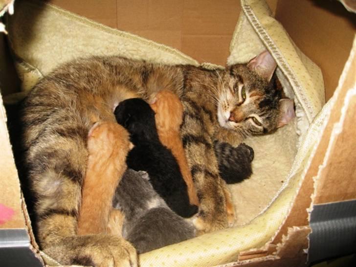 Huskat frida billede 17