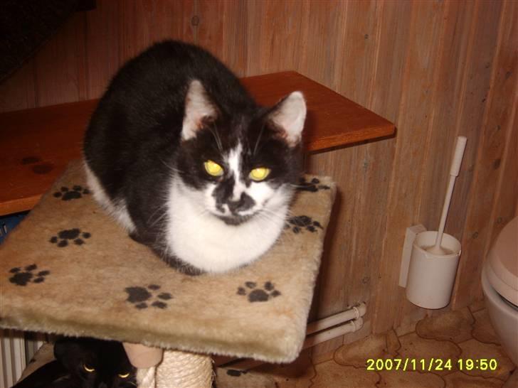 Huskat Kisser.  - Hej mit navn er Kisser billede 1