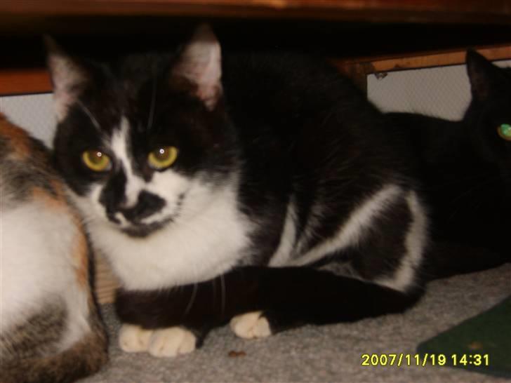 Huskat Kisser.  - Gemmer mig i gangen. billede 2