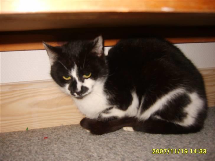 Huskat Kisser.  - Mig i gangen igen. billede 3