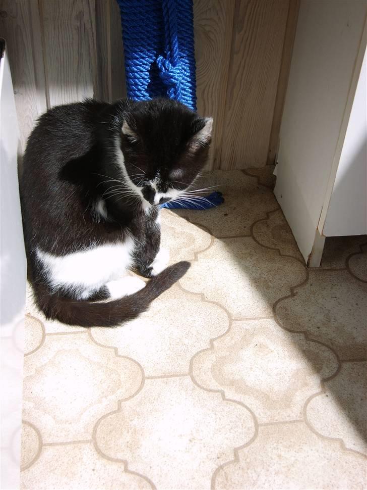 Huskat Kisser.  - Mig i badeværelset. billede 4