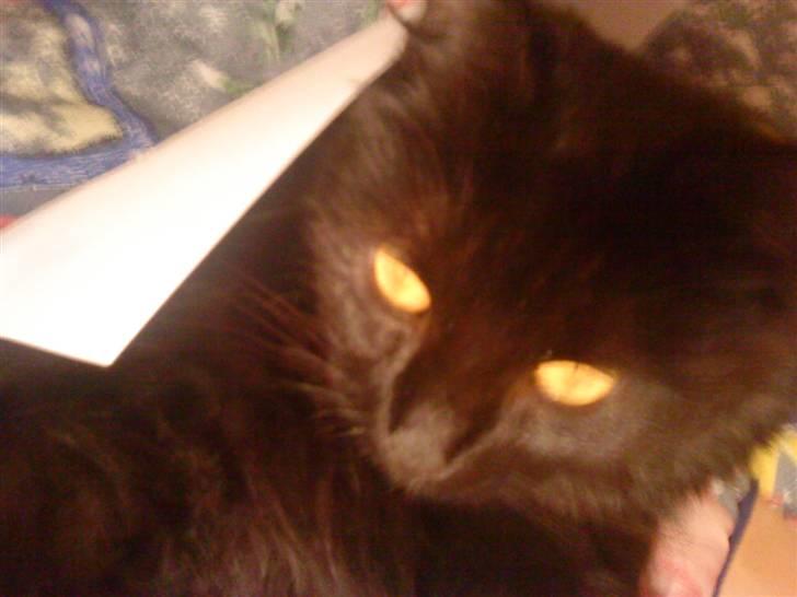 Blanding af racer Feline R.I.P - feline da vi næsten lige havde fået hende billede 1