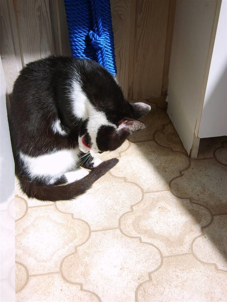 Huskat Kisser.  - Gør mig selv ren. billede 5