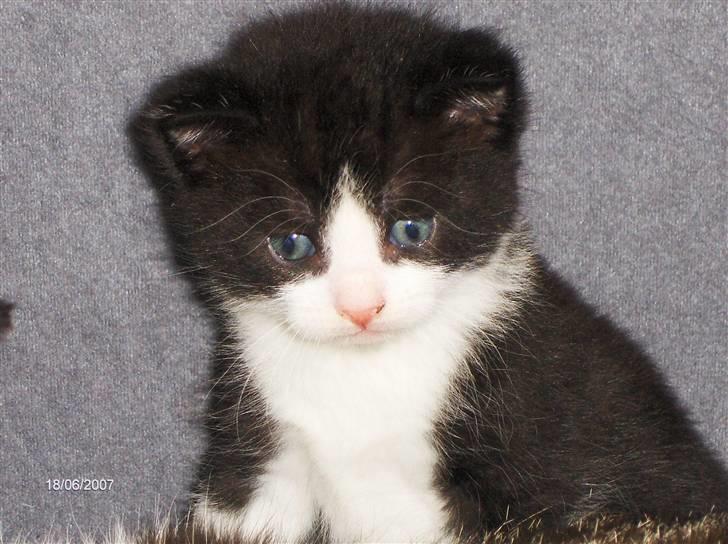 Huskat Gizmo - Her er jeg næsten 4uger. Sødt ikk? billede 1