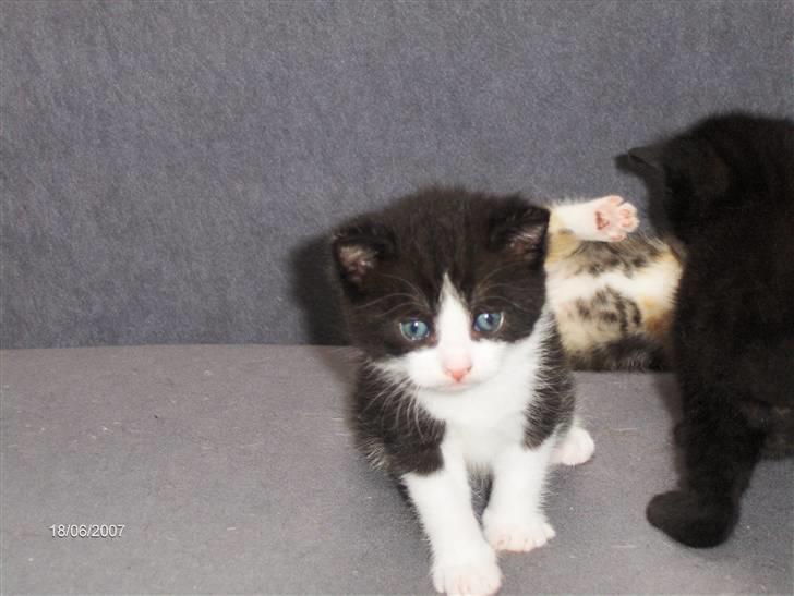 Huskat Gizmo billede 2