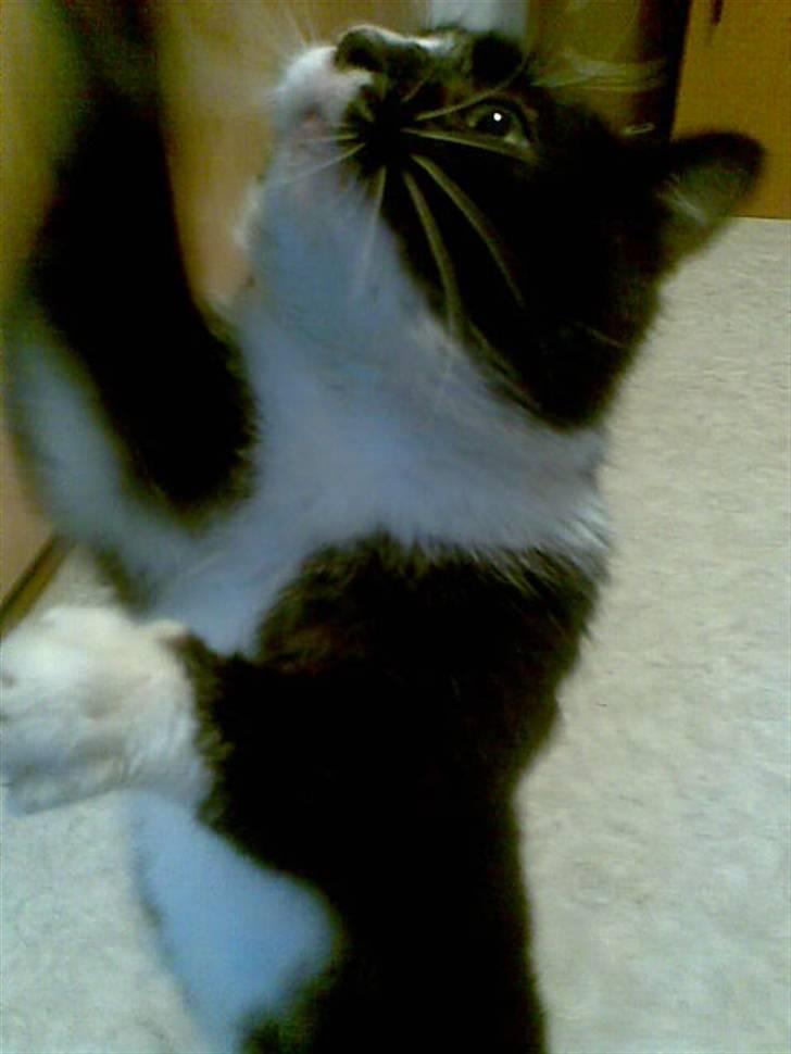 Blanding af racer Bølle R.I.P min skat - giv mig det billede 8