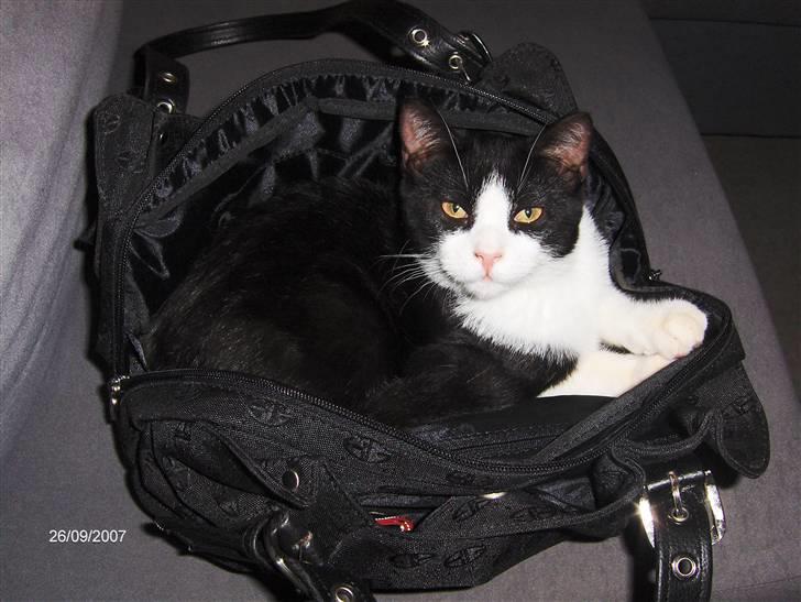 Huskat Gizmo billede 4