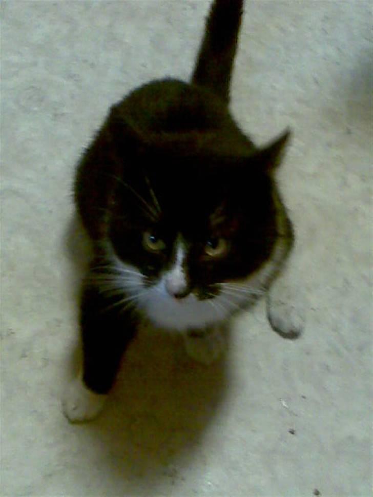 Blanding af racer Bølle R.I.P min skat - hajløjsa billede 9