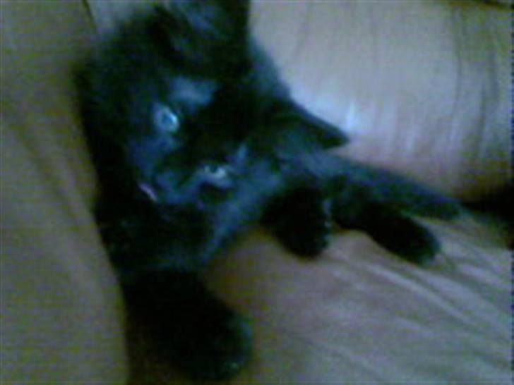 Blanding af racer Feline R.I.P billede 2