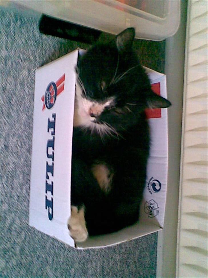 Blanding af racer Bølle R.I.P min skat - jeg sååå træt billede 10