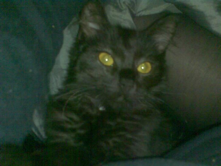 Blanding af racer Feline R.I.P billede 3