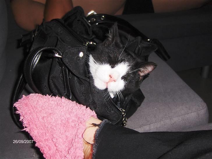 Huskat Gizmo - Blev lige træt. billede 5