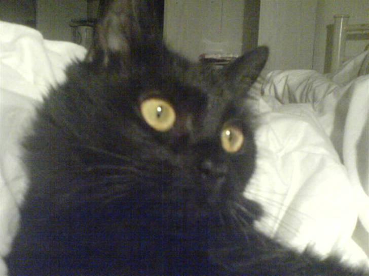 Blanding af racer Feline R.I.P billede 4