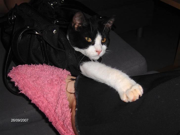 Huskat Gizmo billede 6