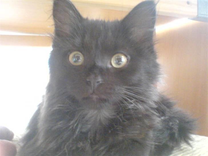 Blanding af racer Feline R.I.P billede 5