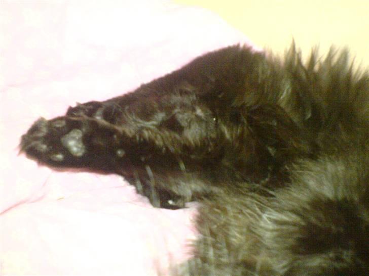 Blanding af racer Feline R.I.P - hovedt op mellem benene .. hun ligger altid sådan,, billede 6